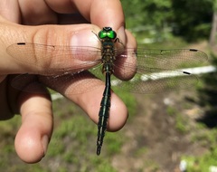 Somatochlora flavomaculata