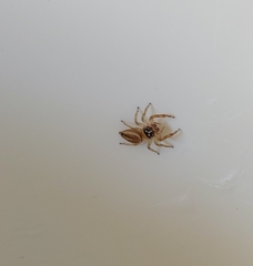 Salticinae