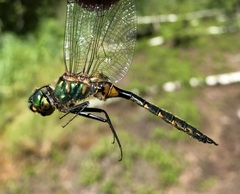 Somatochlora flavomaculata