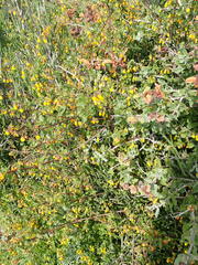 Hermannia multiflora