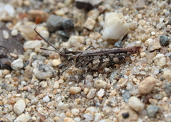 Psinidia fenestralis