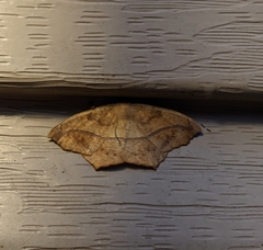 Prochoerodes lineola