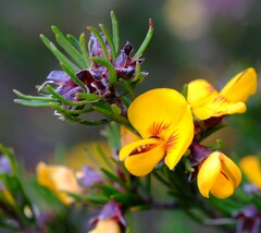 Pultenaea mollis
