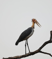 Leptoptilos javanicus