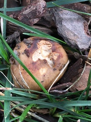 Leucopaxillus
