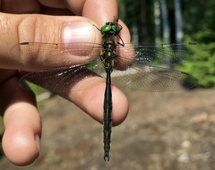 Somatochlora arctica