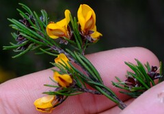 Pultenaea mollis