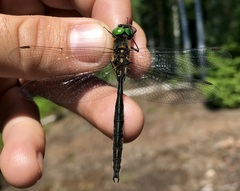 Somatochlora arctica