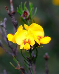 Pultenaea mollis