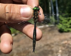 Somatochlora arctica