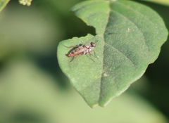 Therevidae