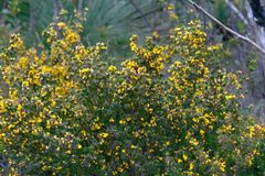 Pultenaea mollis