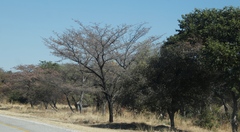 Combretum