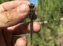 Somatochlora arctica