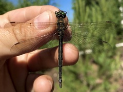 Somatochlora arctica