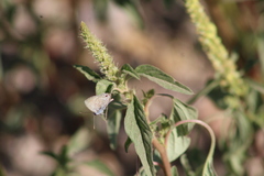 Hemiargus ceraunus astenidas