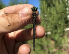 Somatochlora arctica