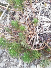Petrosedum rupestre