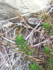 Petrosedum rupestre