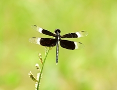 Neurothemis tullia