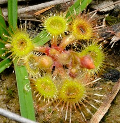 Drosera glanduligera