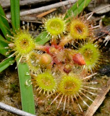 Drosera glanduligera