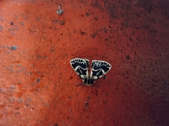 Ardices curvata