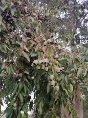 Corymbia ficifolia