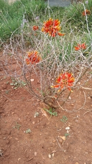 Erythrina vespertilio