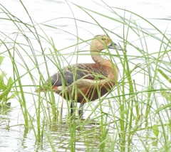 Dendrocygna javanica
