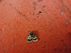 Ardices curvata