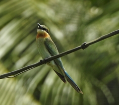 Merops philippinus