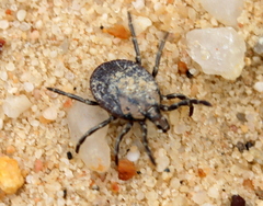 Amblyomma