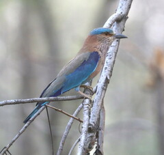 Coracias benghalensis