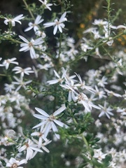 Olearia microphylla