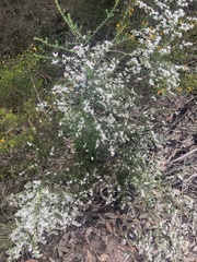 Olearia microphylla