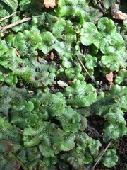 Marchantia polymorpha ruderalis