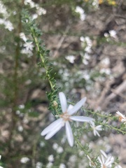 Olearia microphylla