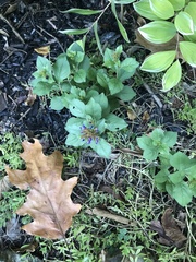 Ceratostigma plumbaginoides