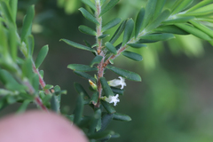 Styphelia margarodes