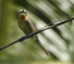 Merops philippinus
