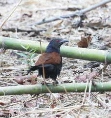 Centropus sinensis