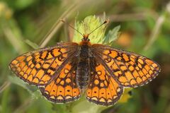 Euphydryas aurinia