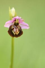 Ophrys fuciflora