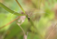 Adela australis