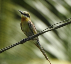 Merops philippinus