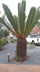 Encephalartos