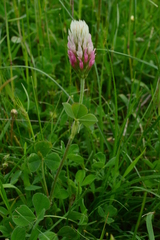 Trifolium incarnatum molinerii