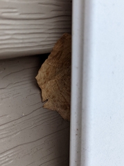 Prochoerodes lineola