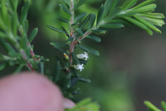 Styphelia margarodes